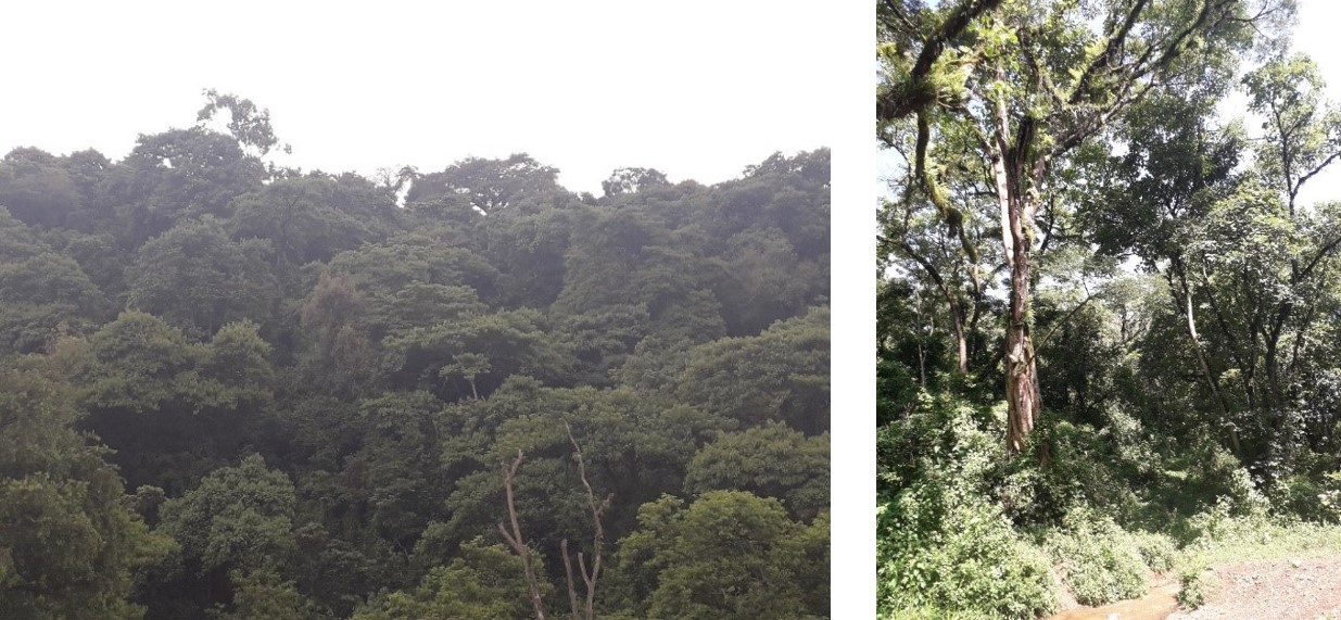 Figure 2. Panoramic view of the Yayo coffee forest biosphere reserve.