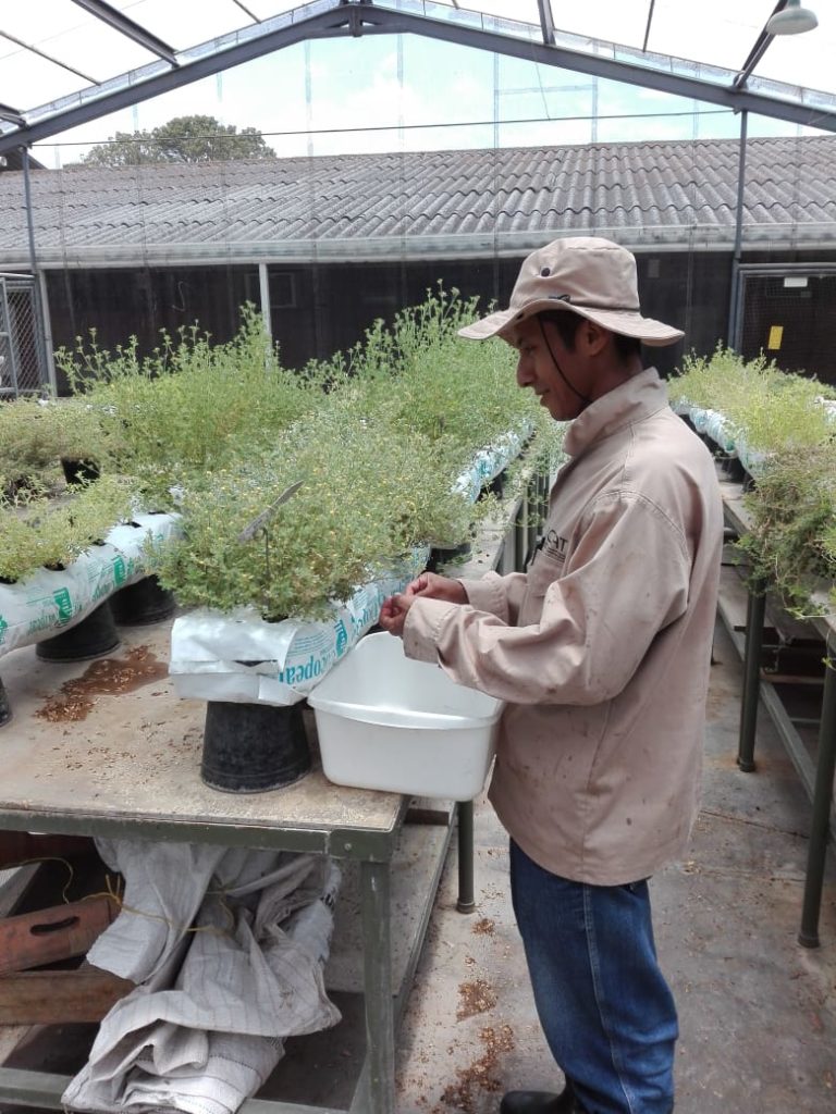 Jair Bolívar supports field work carried out by the Genetic Resources Program with tropical forage plants. He is now harvesting material. 