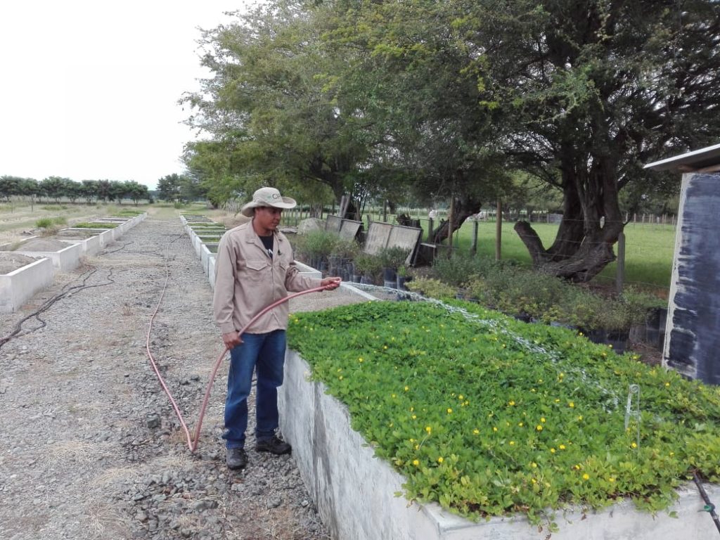 Wilmer Ávila also looks after and waters our grasses and legume plants in these times of quarantine, thus enabling them to go on with their conservation cycle.