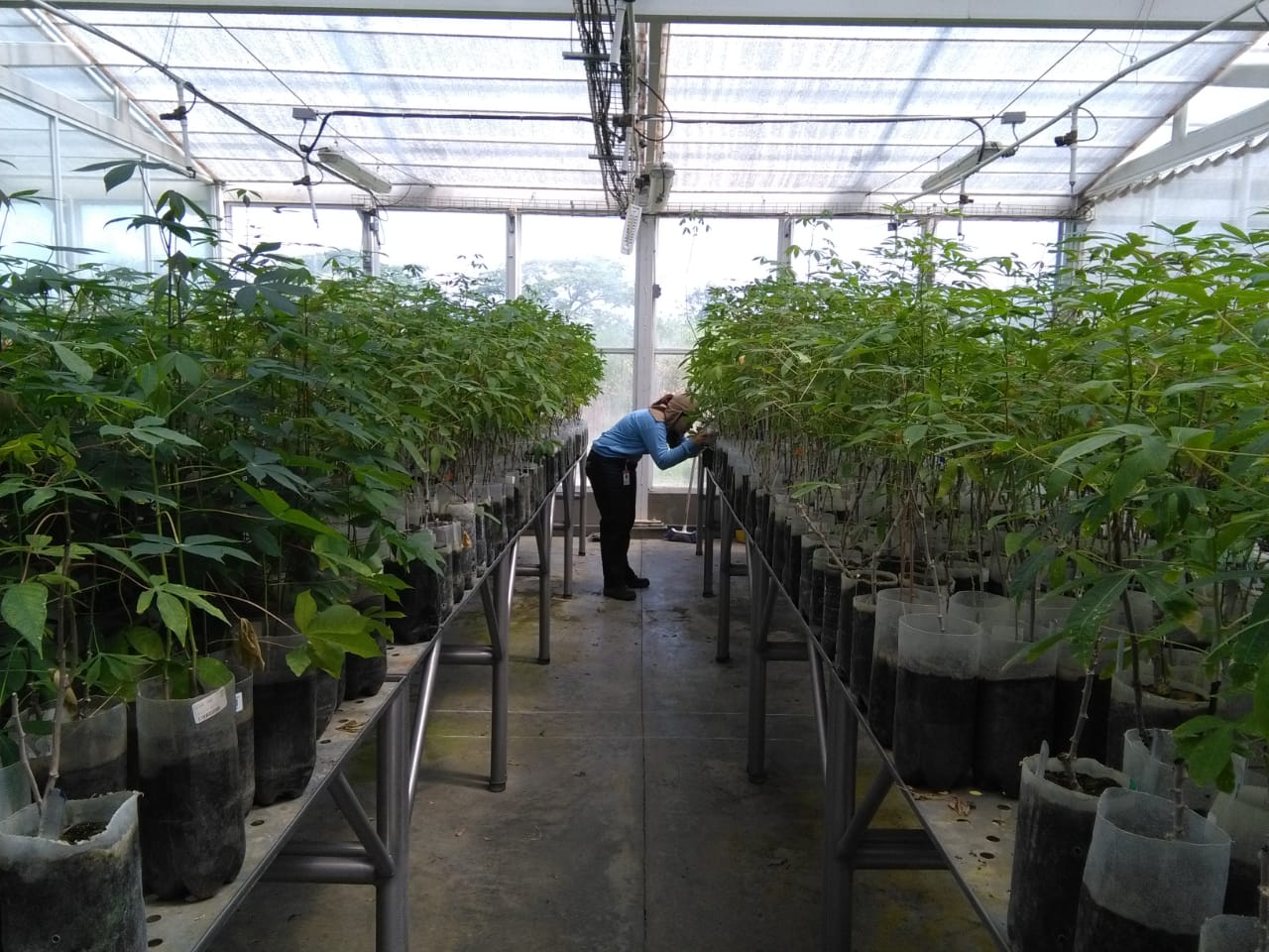Research assistant Melissa Correa observing how cassava plants evolve in a greenhouse under restricted growth conditions.