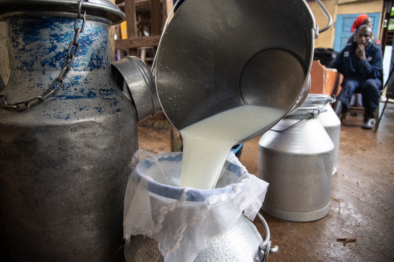 Milking time at Simon and Sylvia Kiruja’s dairy farm in Meru, Kenya. The family is among those who have received training and new technology like the Brachiaria fodder grass varieties to improve milk yields. (Photo: Georgina Smith).