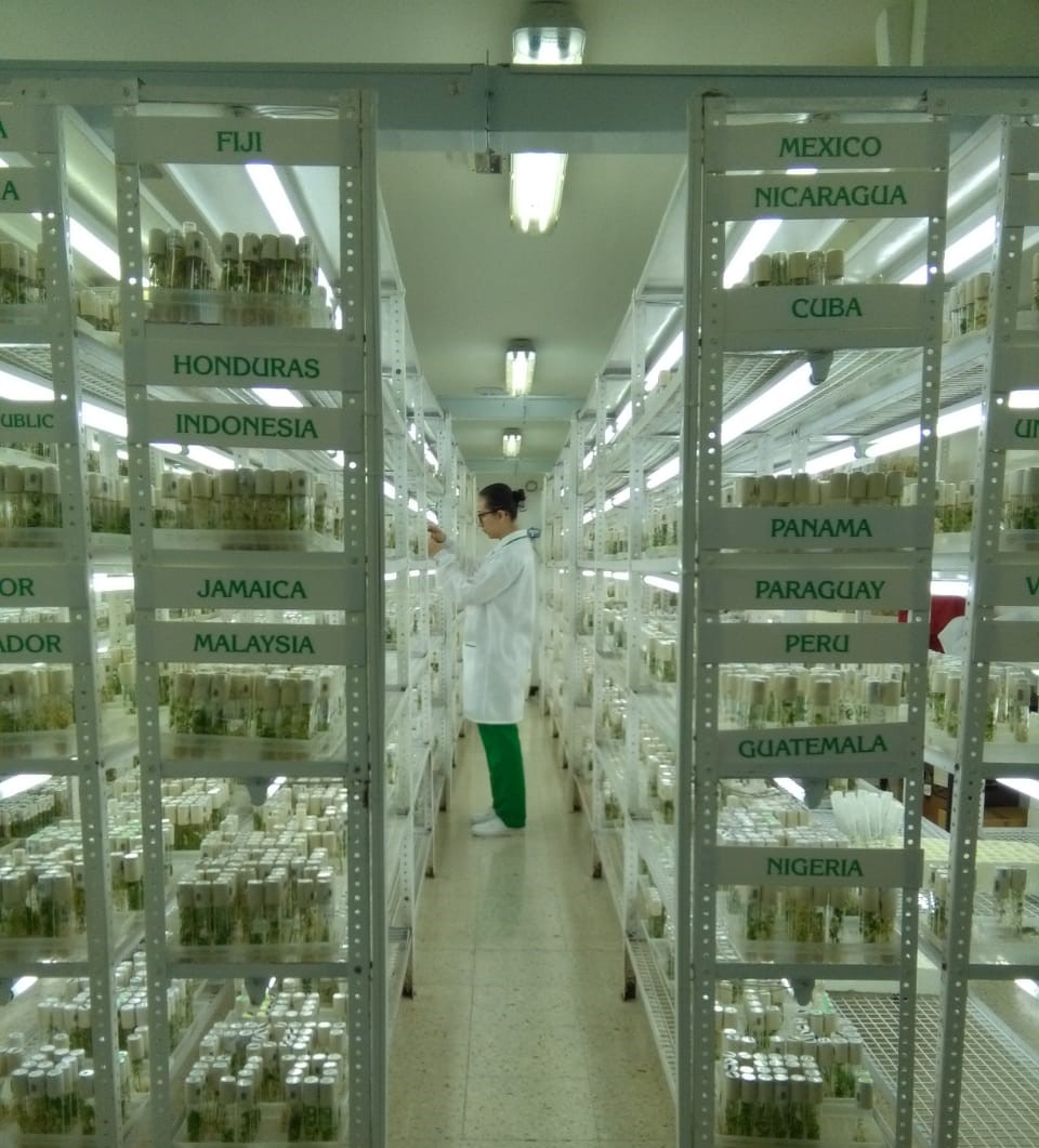 Mónica Vélez, research assistant, checking cassava in vitro material at the Genetic Resources Program laboratory in Palmira, Colombia.