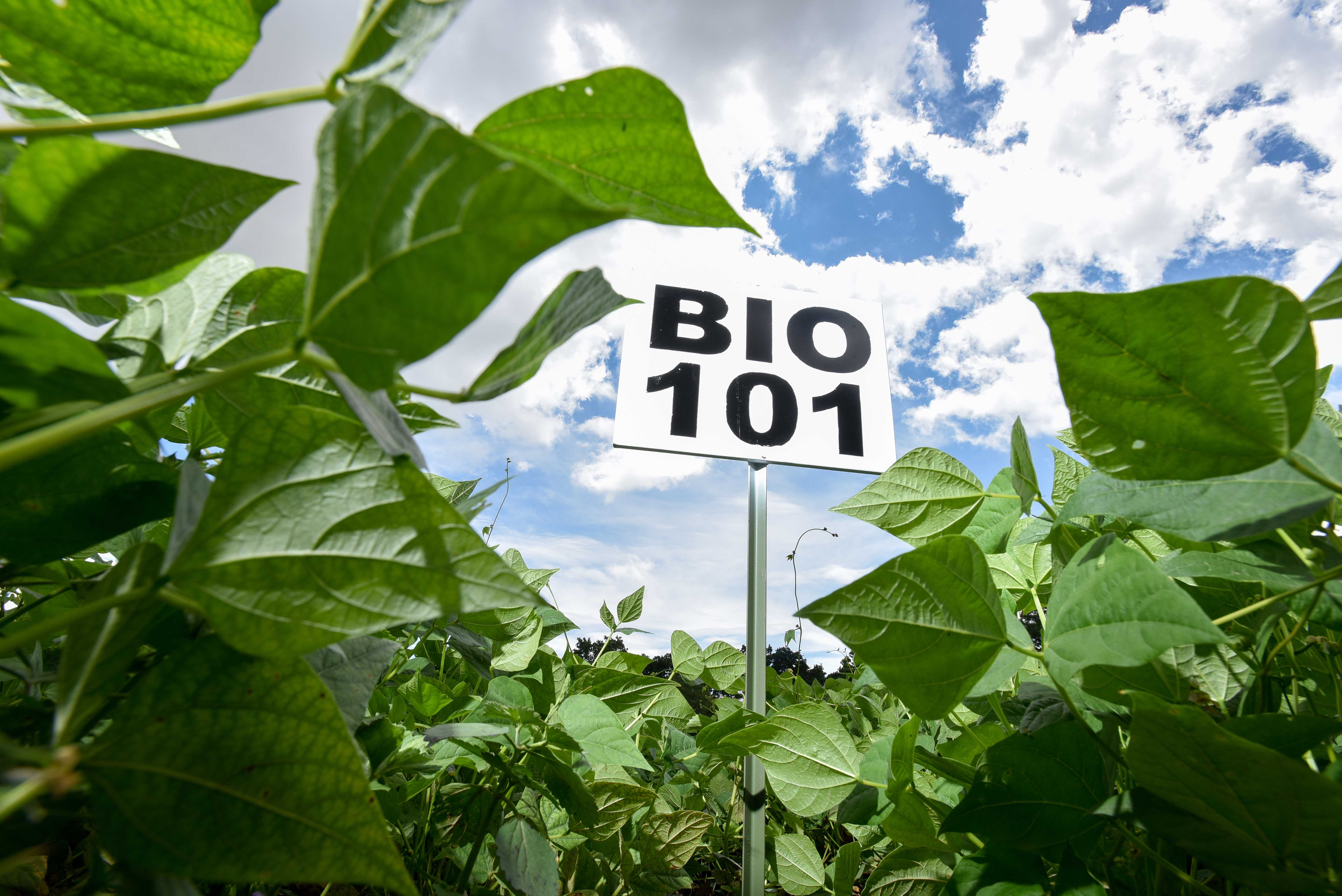 Pic by Neil Palmer (CIAT). Biofortified bean variety BIO101, which contains around 60% more iron than normal beans.