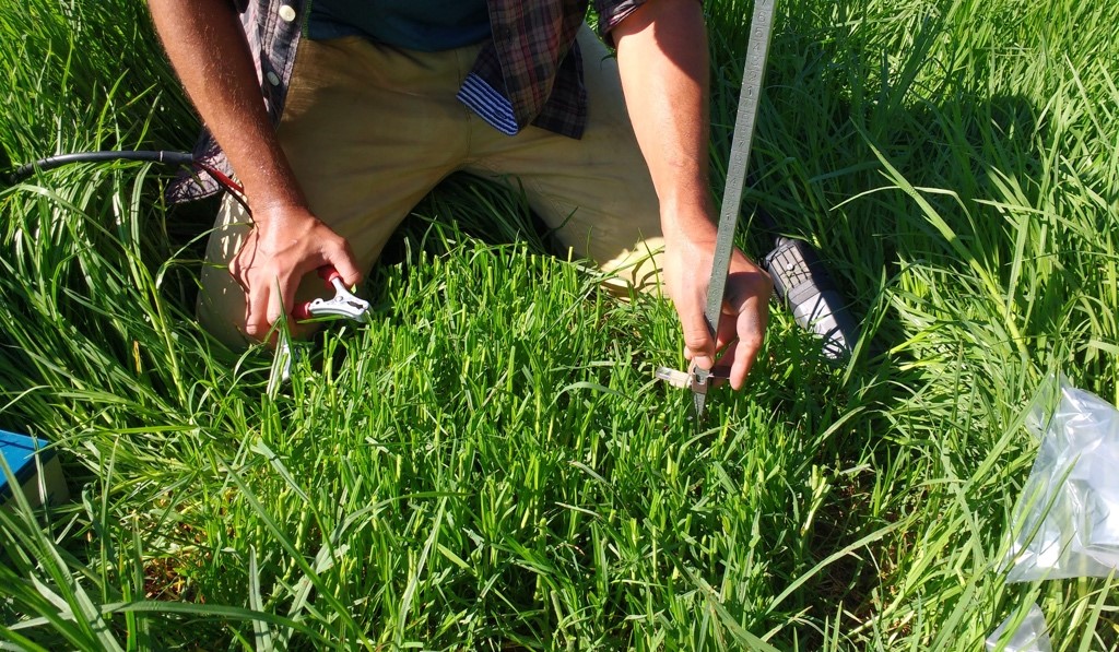Herbage sampling of the top stratum of kikuyu grass. Kikuyu grass (Cenchrus clandestinus - Hochst. ex Chiov) is a highly productive pasture species that is well adapted to the forage-based dairy systems and widely used in some countries of Latin America, Australia, and Africa.