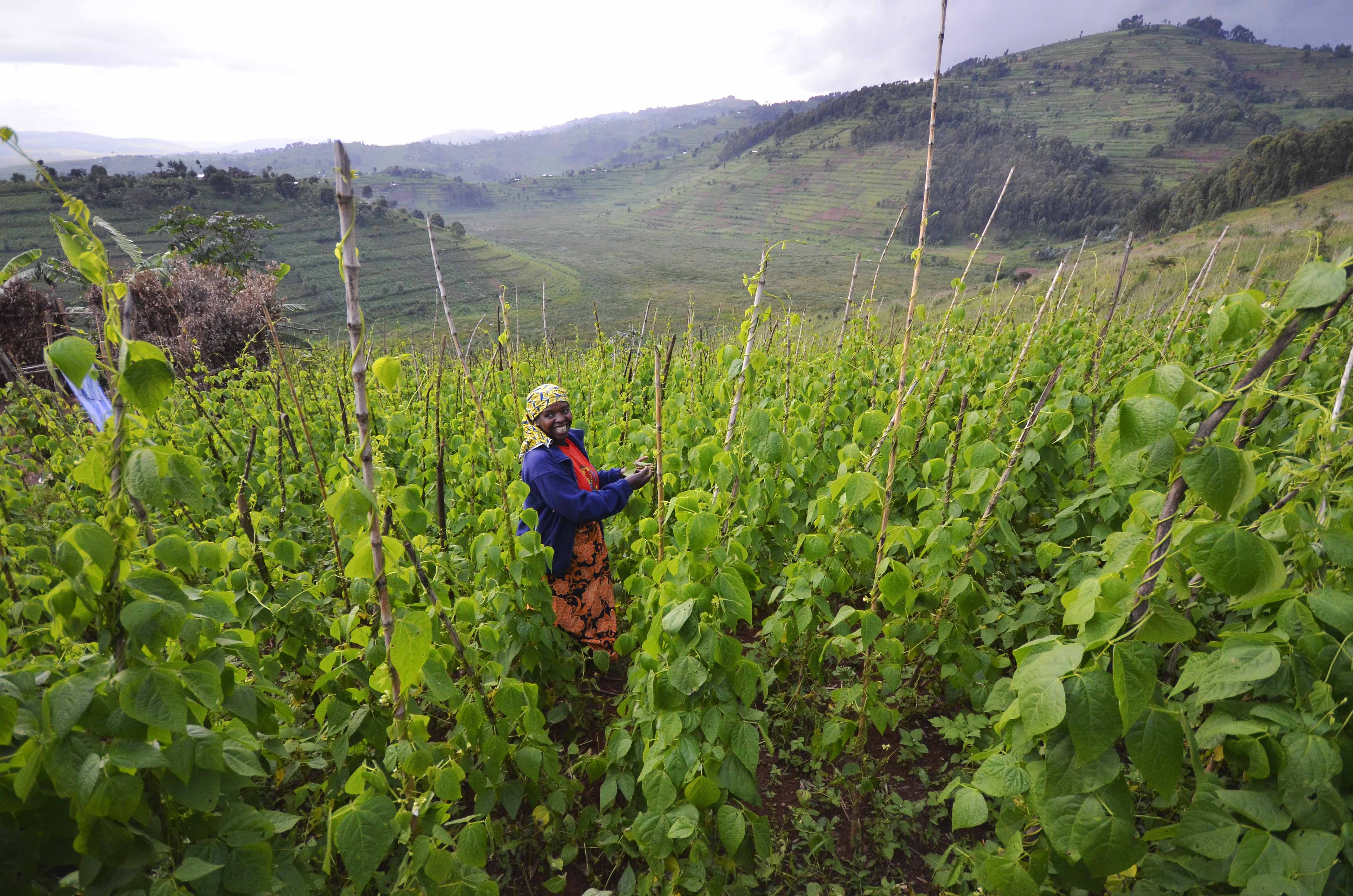 Iron-biofortified beans are already being grown in Rwanda.