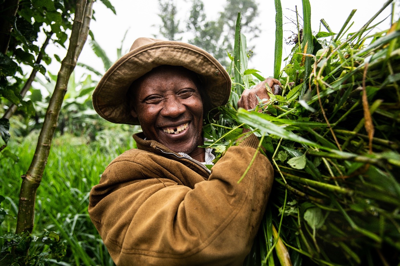 Simon Kiruja carrying cut grass for his dairy farm in Meru, Kenya. The family is among those who have received training and new technology like the Brachiaria fodder grass varieties to improve milk yields. (Photo: Georgina Smith).