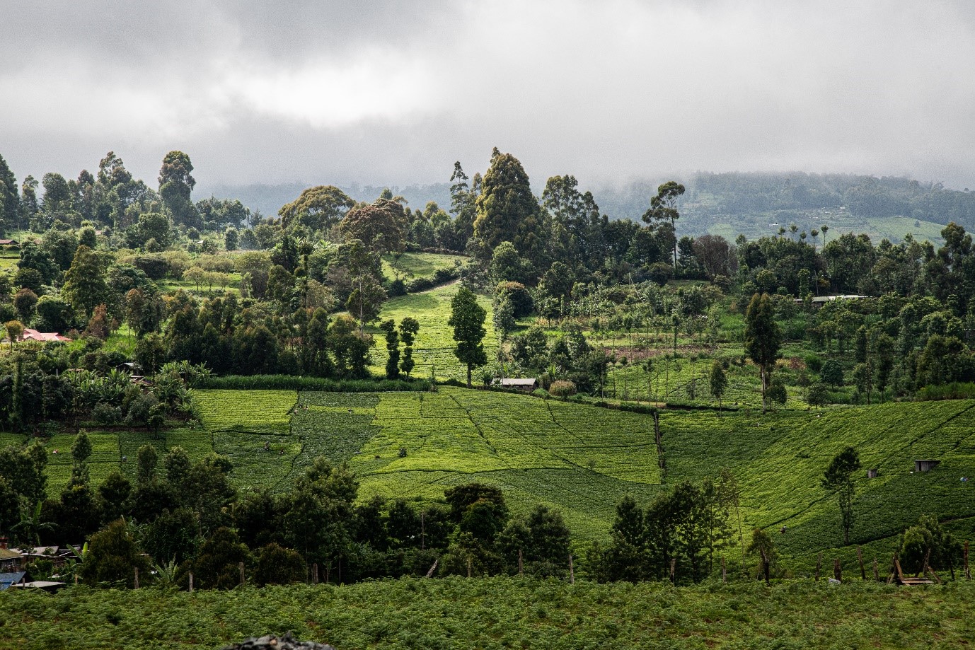 The slopes around Simon and Sylvia Kiruja’s dairy farm in Meru, Kenya. The family is among those who have received training and new technology like the Brachiaria fodder grass varieties to improve milk yields.