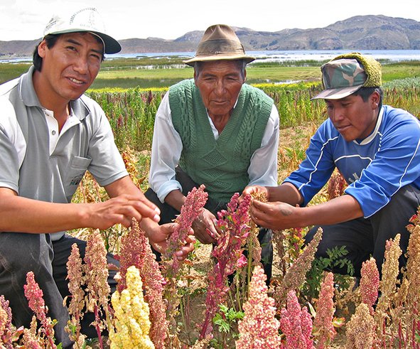 Agricultores trillando quinua en Bolivia. Todas las regiones y cultivos alimentarios tienen sus propias especies nutricionalmente ricas que, a pesar de estar actualmente subutilizadas, pueden aumentar la seguridad alimentaria, la nutrición y la resiliencia. Crédito: Bioversity International / A. Camacho