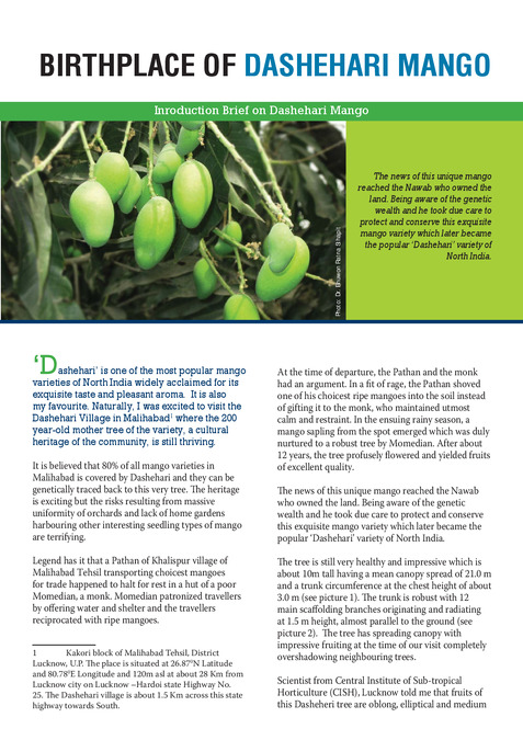 Birthplace of Dashehari mango: Introduction brief on Dashehari mango