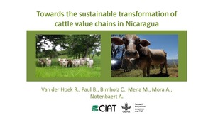 Towards the sustainable transformation of cattle value chains in Nicaragua