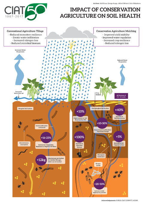 Impact of conservation agriculture on soil health | Alliance Bioversity ...