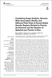 Combining image analysis,genome wide association studies and different field trials to reveal stable genetic regions related to panicle architecture and the number of spikelets per panicle in rice