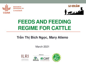 Feeds and feeding regime for cattle
