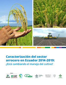 Caracterización del sector arrocero en Ecuador 2014-2019: ¿Está cambiando el manejo del cultivo?
