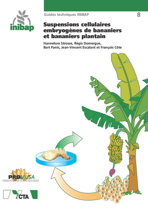 Suspensions cellulaires embryog&egrave;nes de bananiers et bananiers plantain