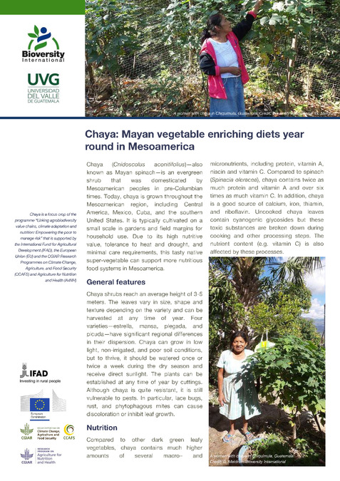 Chaya: Mayan vegetable enriching diets year round in Mesoamerica