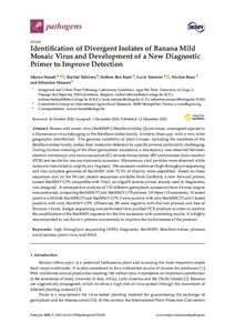 Identification of divergent isolates of Banana Mild Mosaic Virus and development of a new diagnostic primer to improve detection