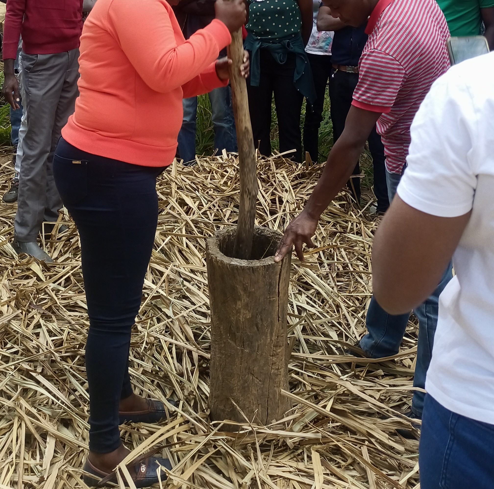 Beyond chemicals: The eco-intelligence of traditional pest control in Kenya - Image 6