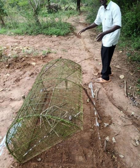 Beyond chemicals: The eco-intelligence of traditional pest control in Kenya - Image 7