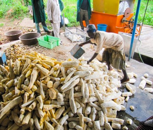  Yuca con alto contenido de provitamina A