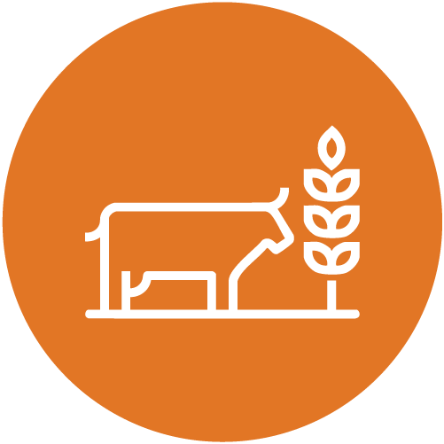 Improved livestock - Senegal - Alliance of Bioversity International and CIAT