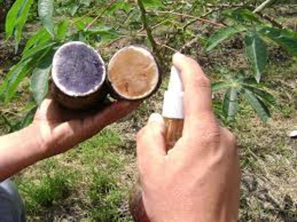 Waxy cassava starch, identified from the genebank is widely used in food industry to improve properties of products.