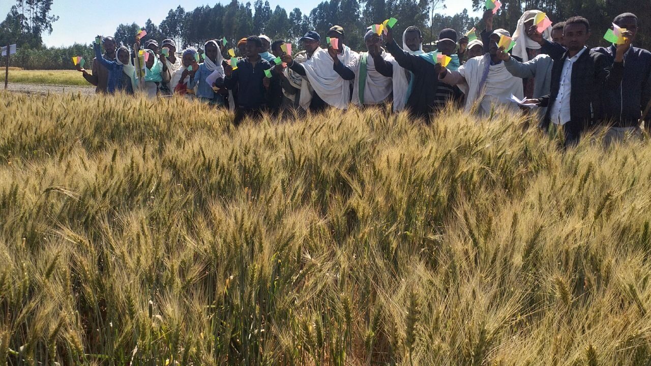 Smarter Fertilizer AI-Powered Recommendations Boost Wheat Yields in Ethiopia - Image 2