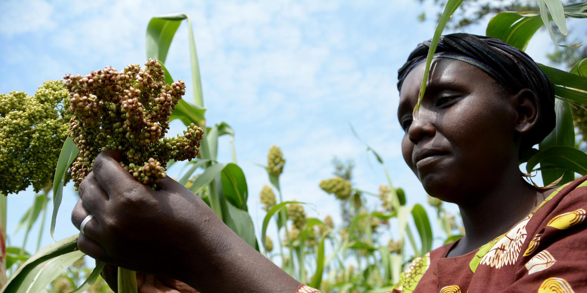 Adaptation Insights  - Alliance Bioversity International - CIAT