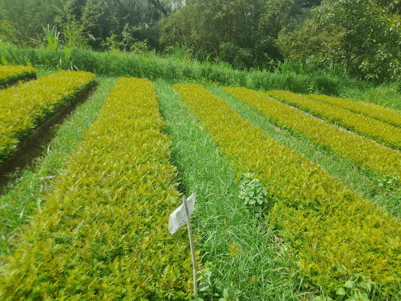 Advancing institutional innovations for scaling soil and water conservation in three regions of Ethiopia 