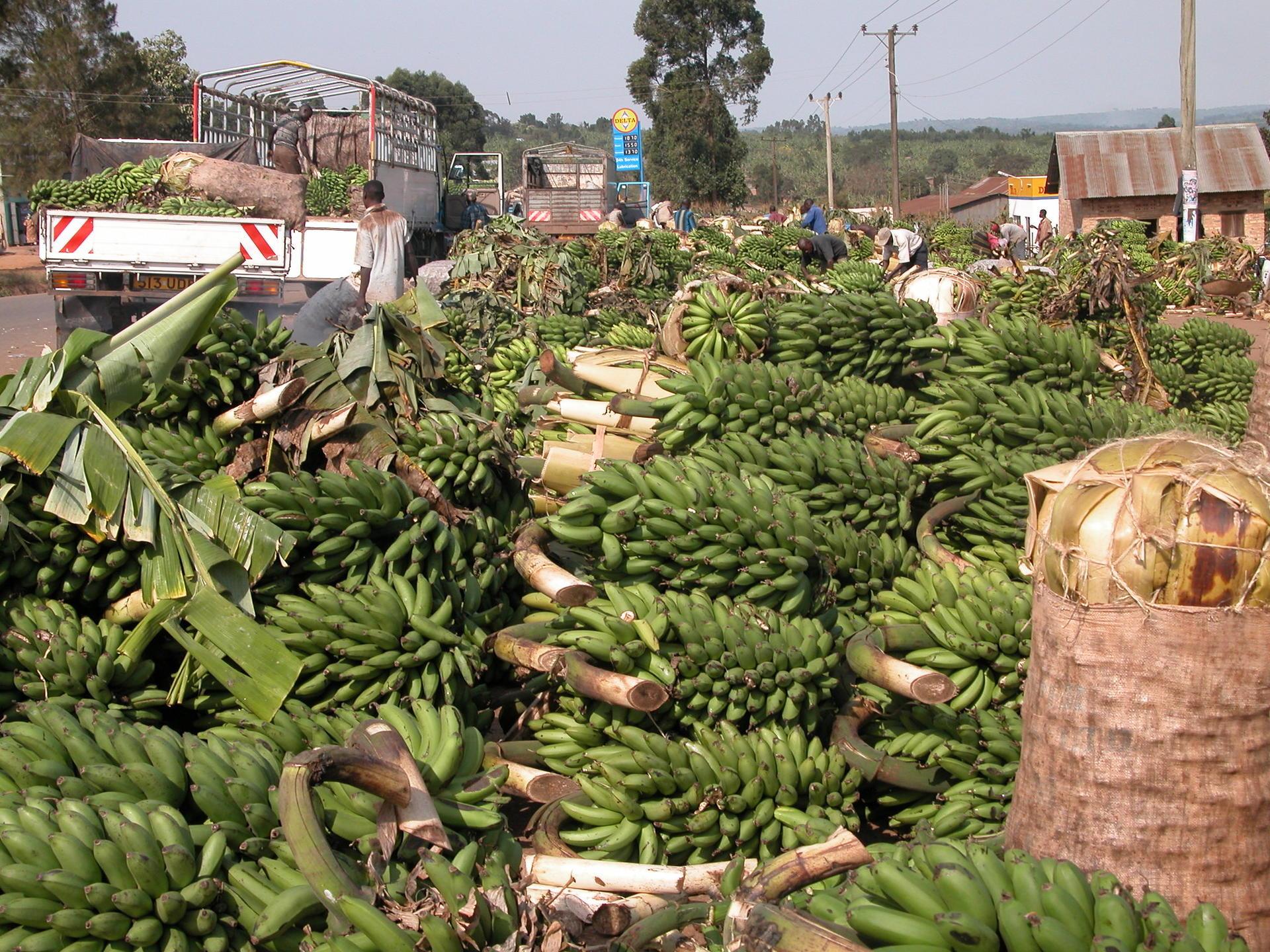 Biotechnological methodologies for the Improvement of Banana Production in Eastern Africa - Alliance Bioversity International - CIAT