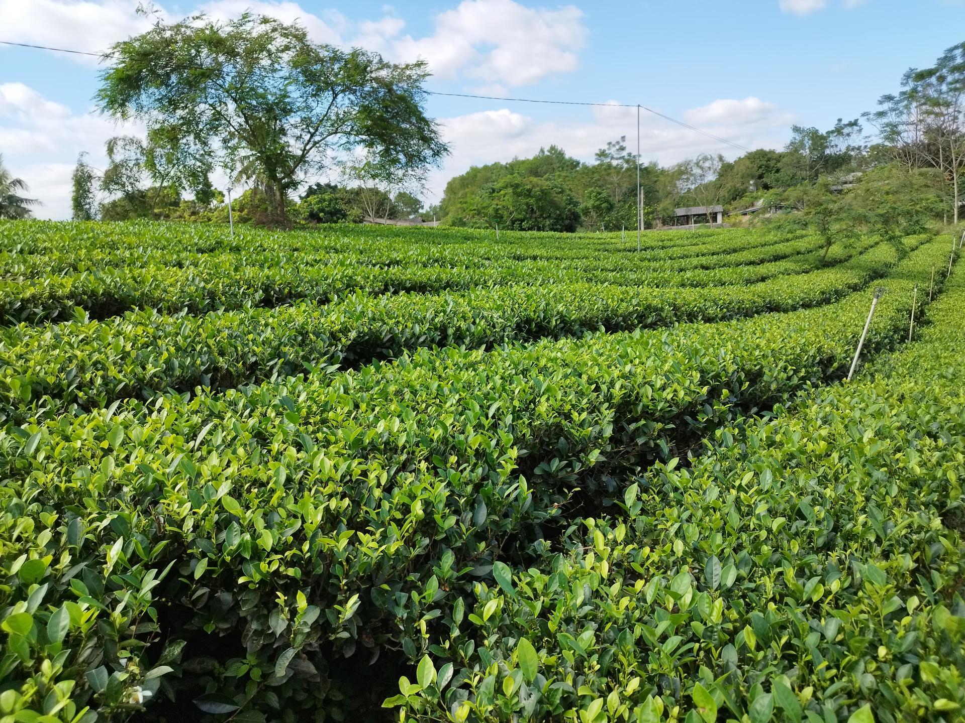 Can Agroecology Lead To A Greener Future For Tea