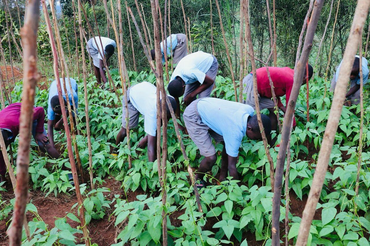 Cultivating Health How School Gardens Are Powering Kigali’s School Feeding Program - Alliance Bioversity International - CIAT