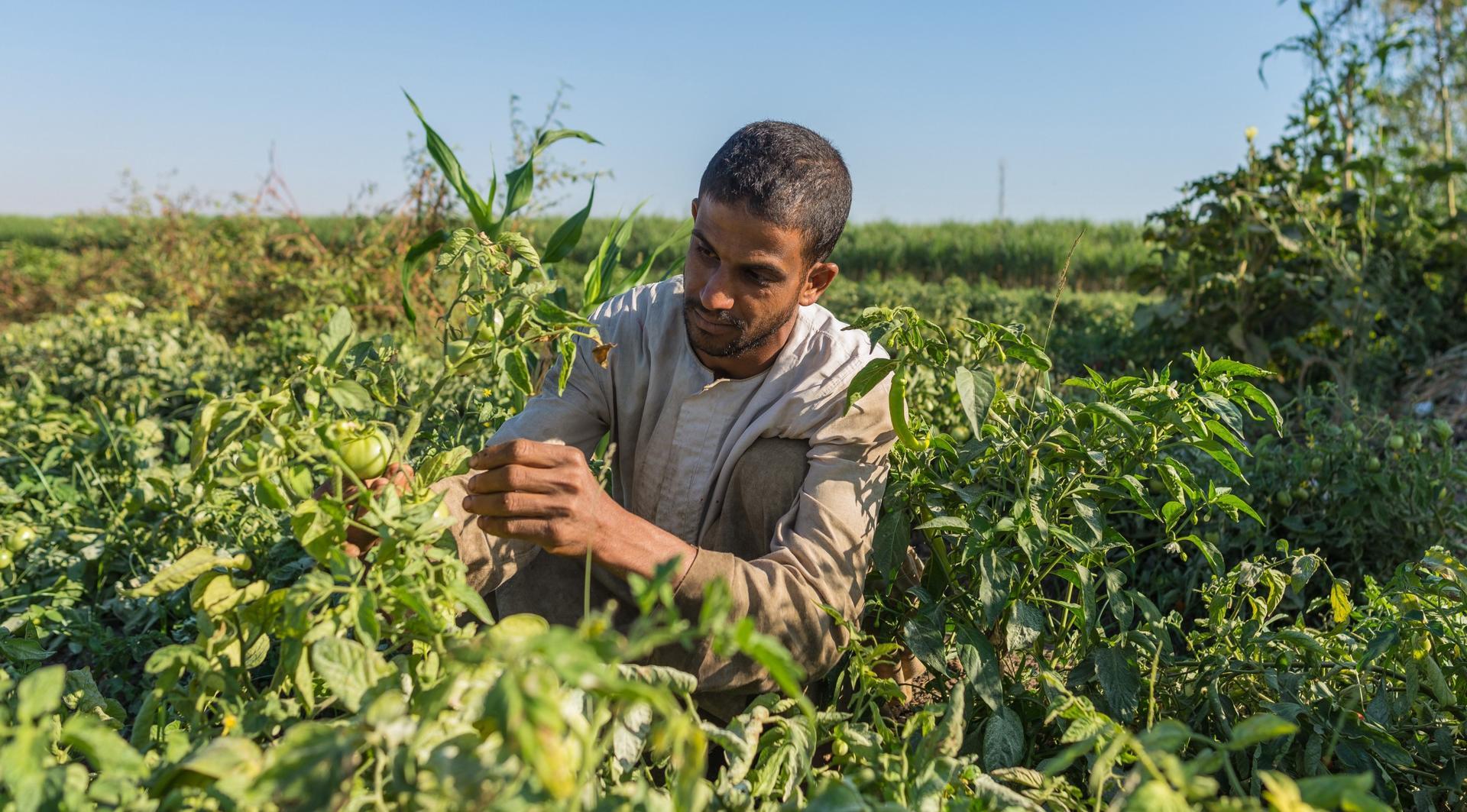 Digitalizing Egypt’s Food Crop Value Chains Consultation Workshop