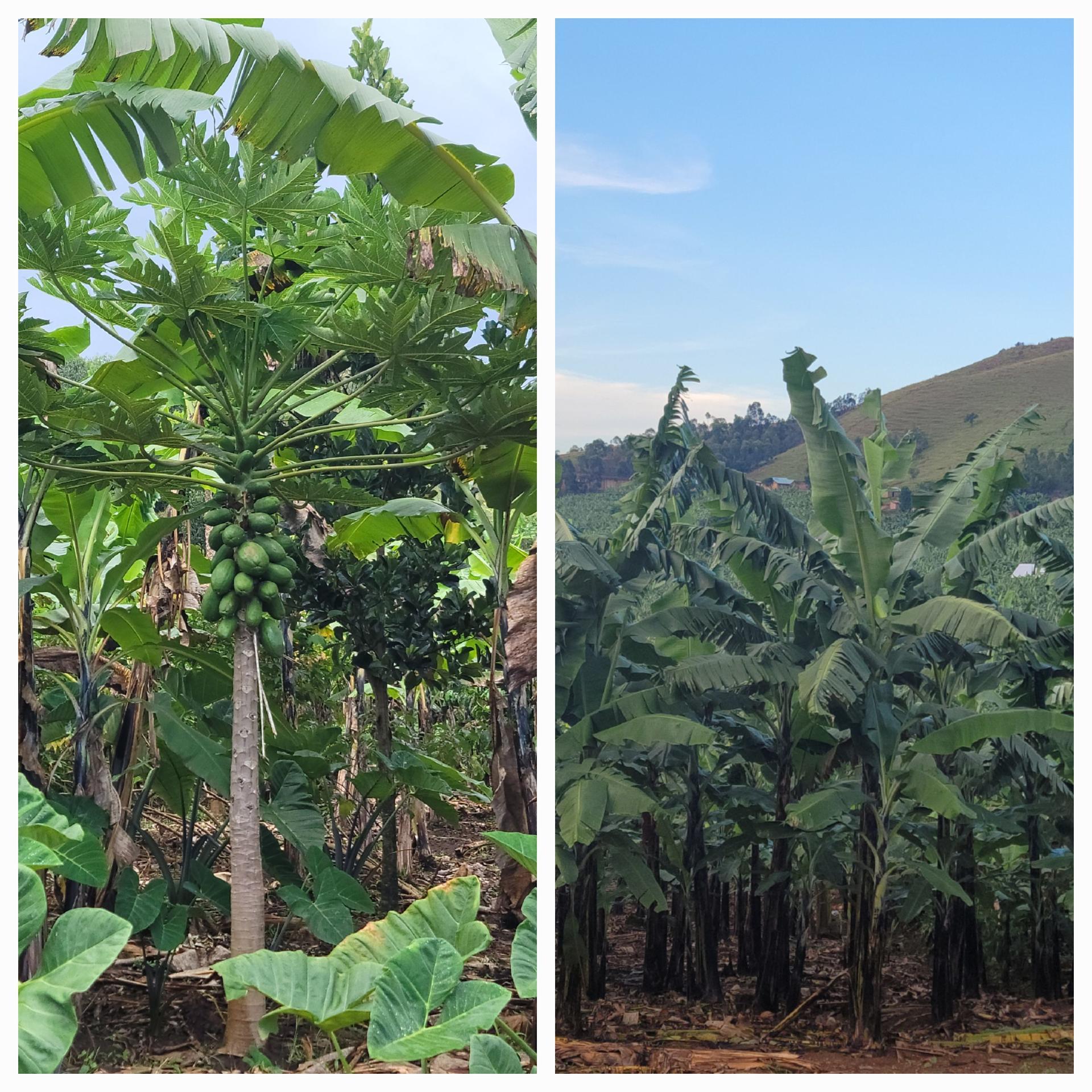 Embracing Banana Polyculture in Uganda 