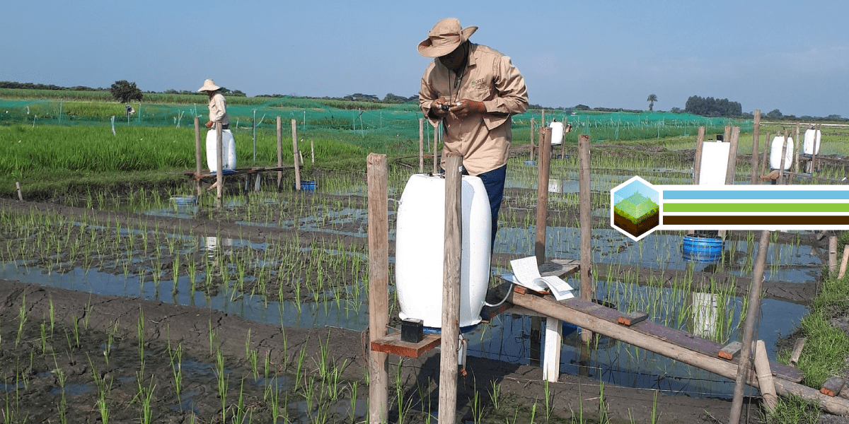 En busca de arroz para reducir las emisiones de metano