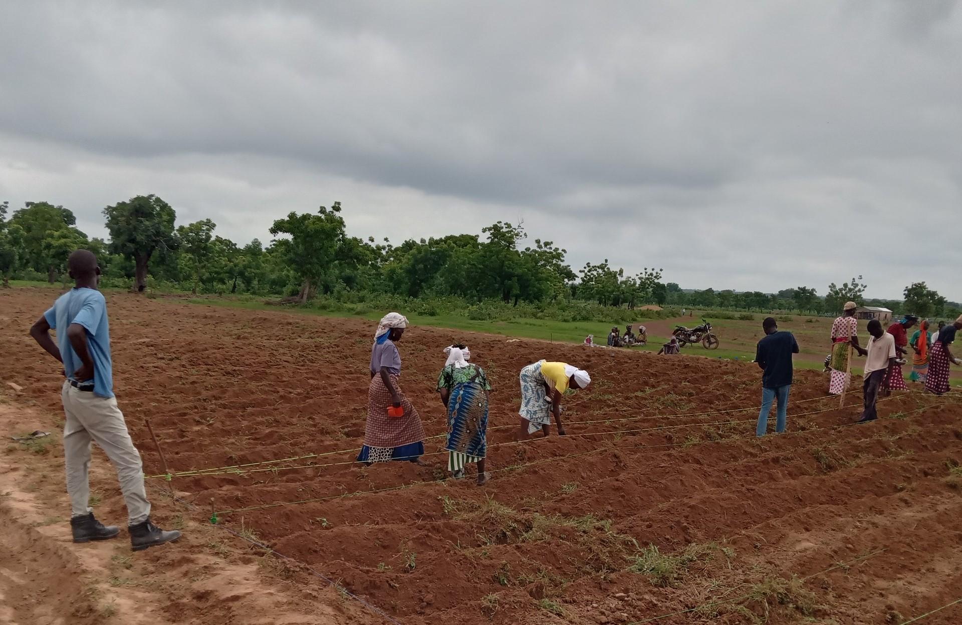 Enhancing Farmers' Resilience to Climate Change through CSA Demonstrations in Northern Ghana - Alliance Bioversity International - CIAT