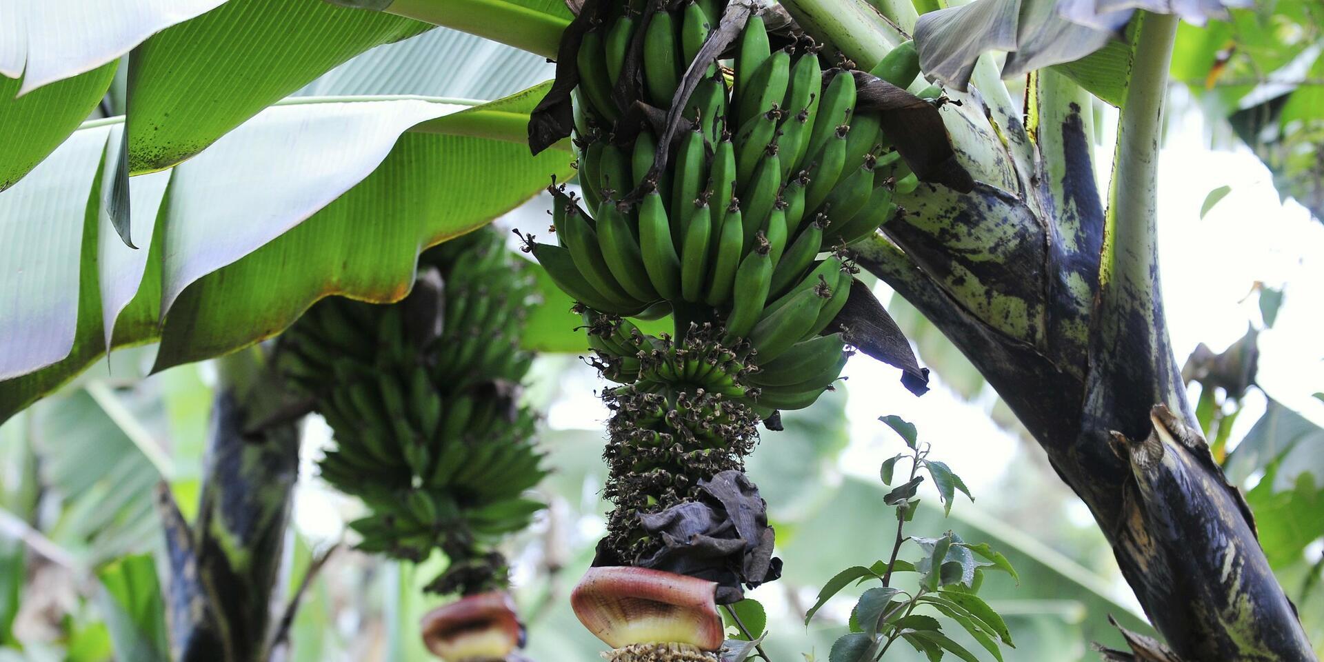 Enset vs. Bananas: Understanding Ethiopia's Unique Crops 