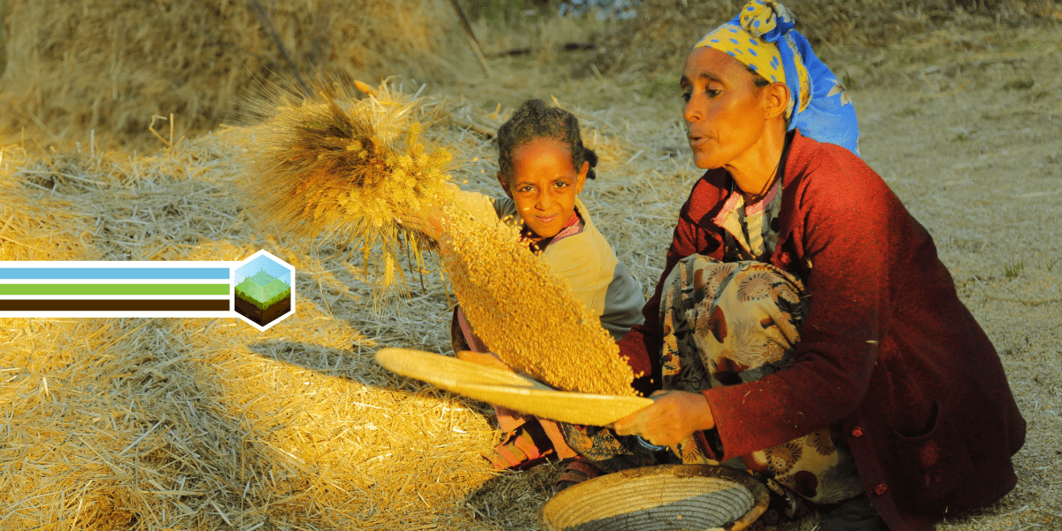 Ethio-Pasta rolling out resilient durum wheat  