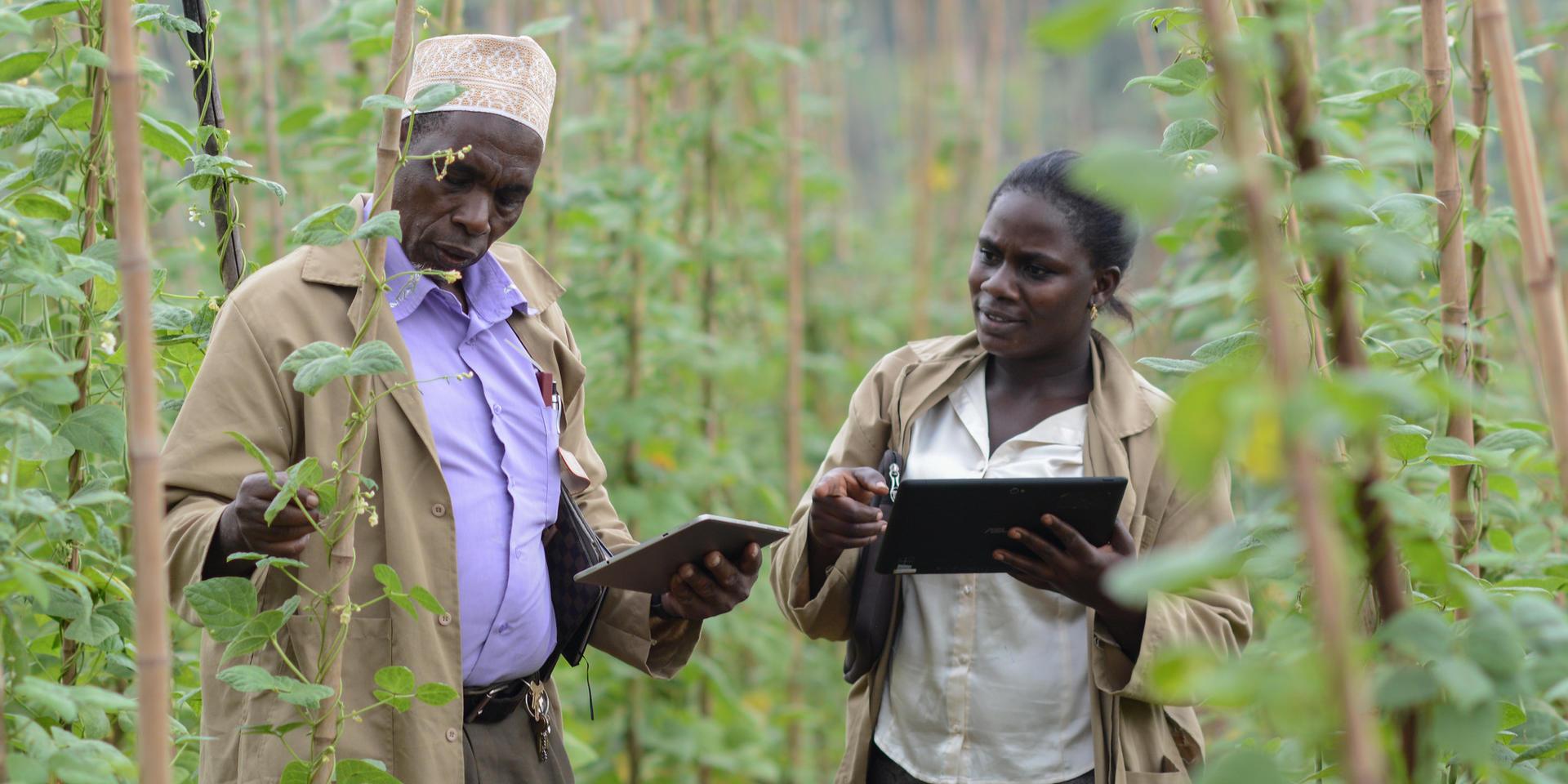 From Awareness to Action: How EzyAgric's Digital Platform Boosted Farmer Engagement and Tackled Counterfeit Inputs 