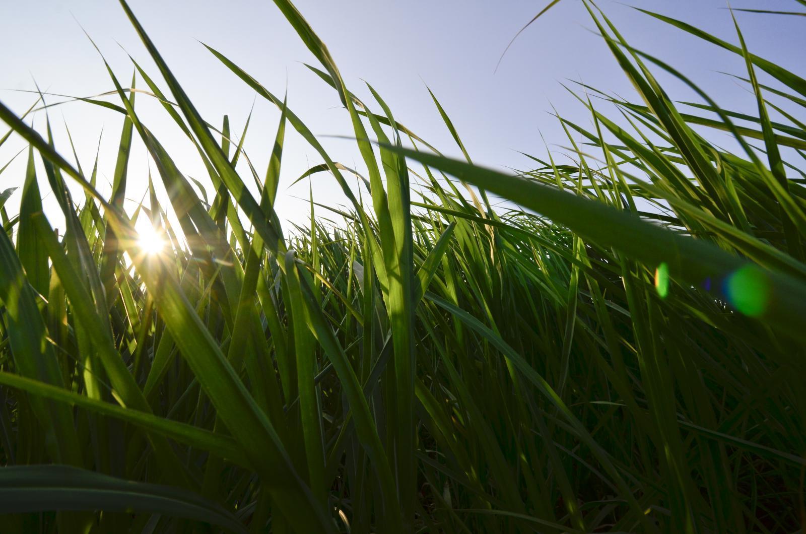 Guinea grass reference genome to open new territories in forage breeding