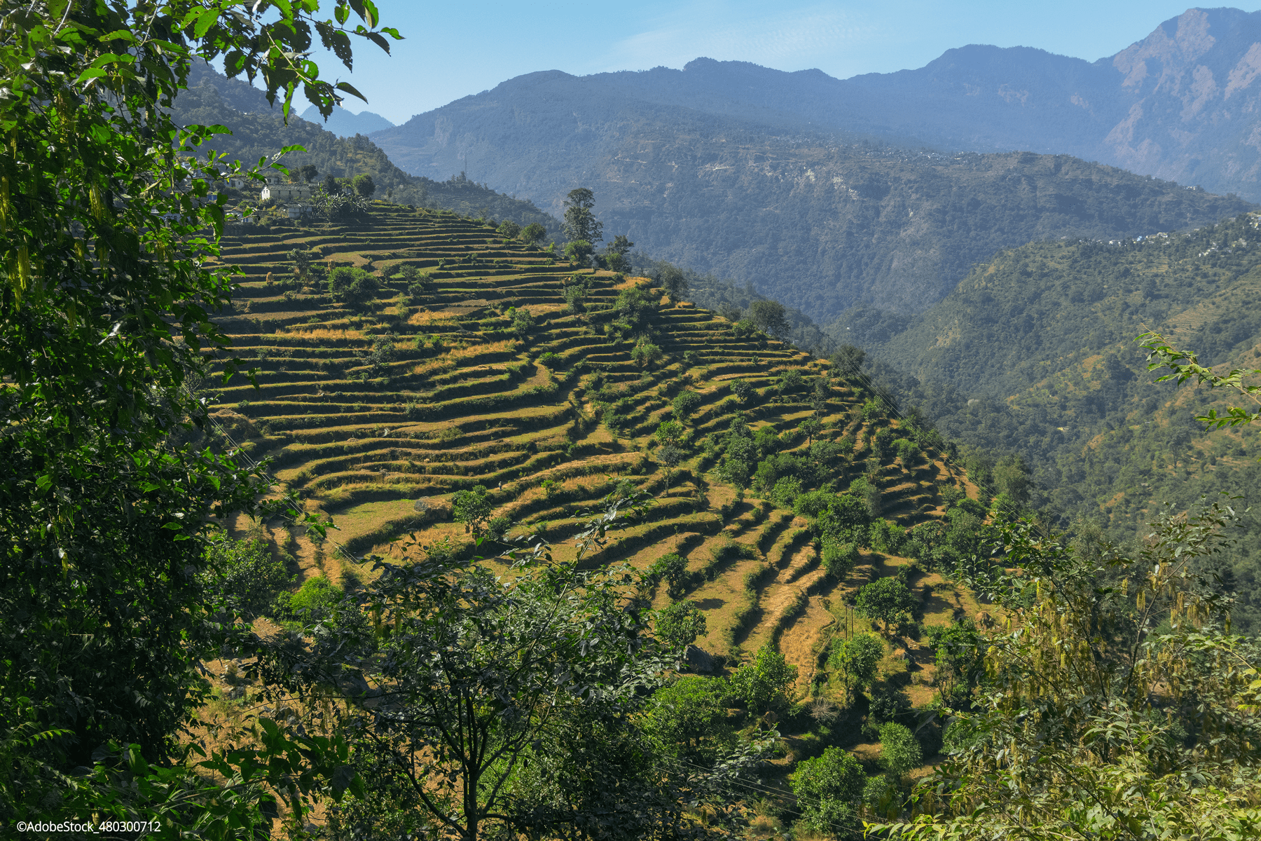 Himalayan Agroecology Initiative: Pioneering Sustainable Food Systems in the ​​Himalayas 