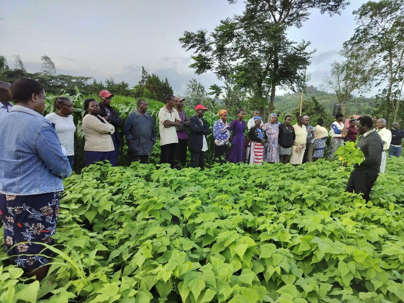 How new bean variety brings health, prosperity to women farmers