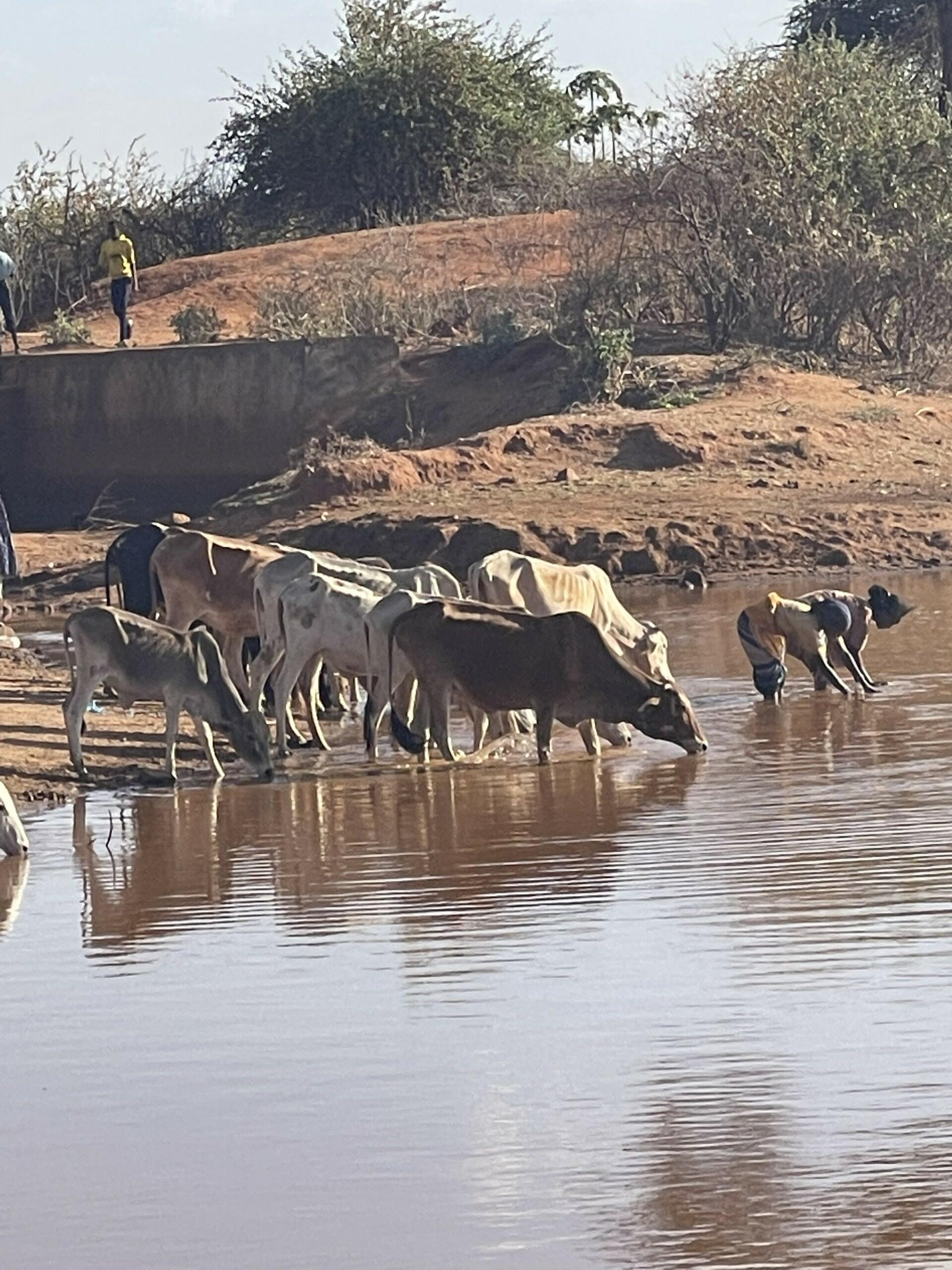 &lsquo;We walk farther each day&rsquo; - the human cost of pastoralist drought and resource strain - Image 1