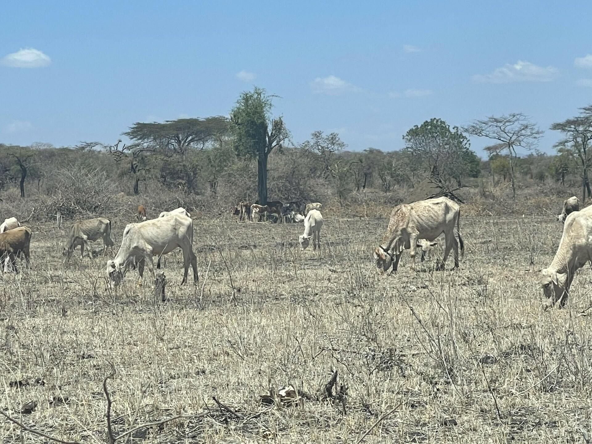 &lsquo;We walk farther each day&rsquo; - the human cost of pastoralist drought and resource strain - Image 2