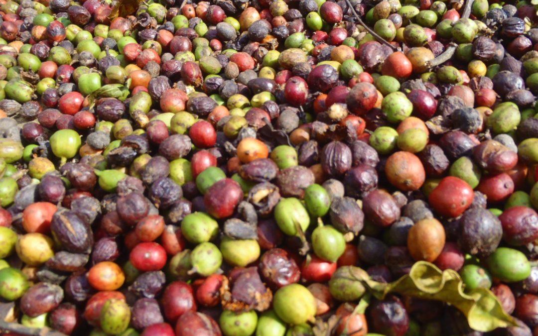 Multi-stakeholder efforts blend into one national coffee and climate change strategy in Vietnam