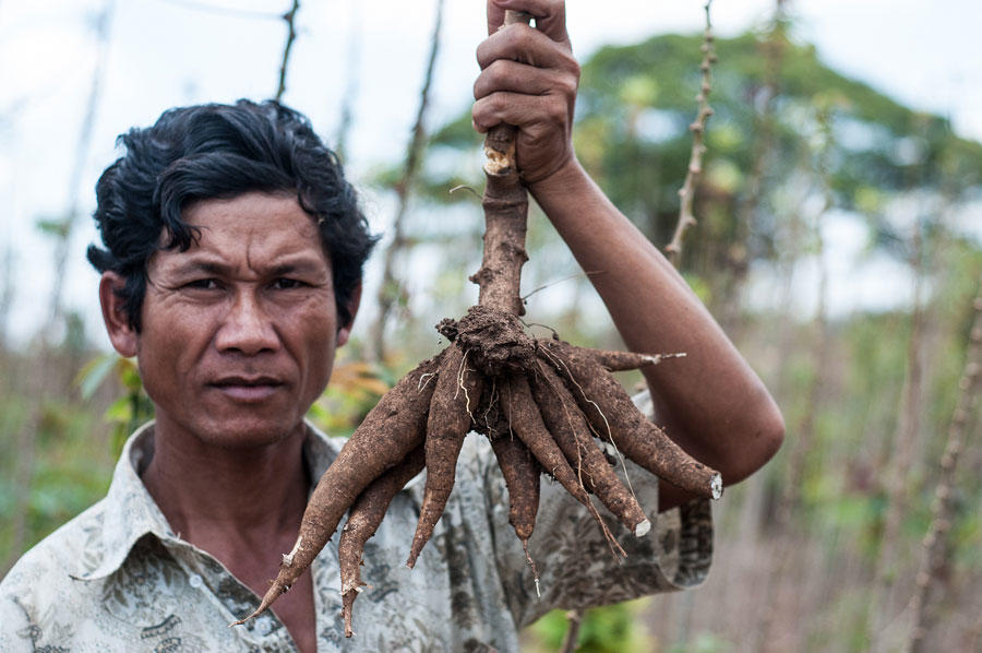 Climate-triggered pest and disease invaders threaten US$5 billion cassava industry in Asia