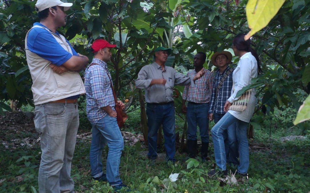 Para lograr el cultivo sostenible del cacao en Colombia, hacerlo orgánico no es necesariamente la única buena respuesta