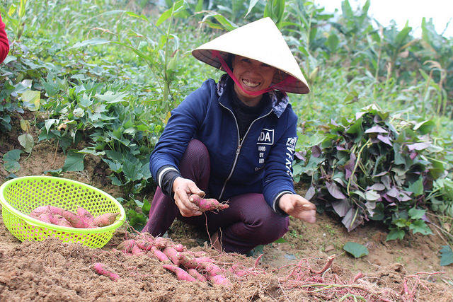 Farmers in Quang Binh province learn everything there is to know about sweetpotato