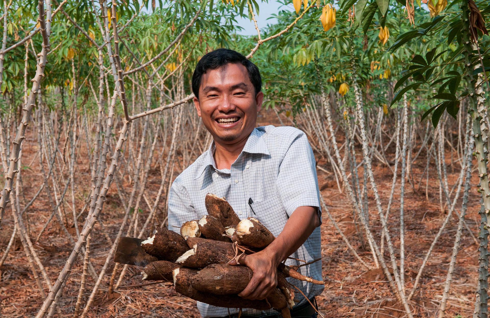 Sophearith Sok harvest cassava from the CIAT trial plot, Cambodia. ©2014CIAT/GeorginaSmith