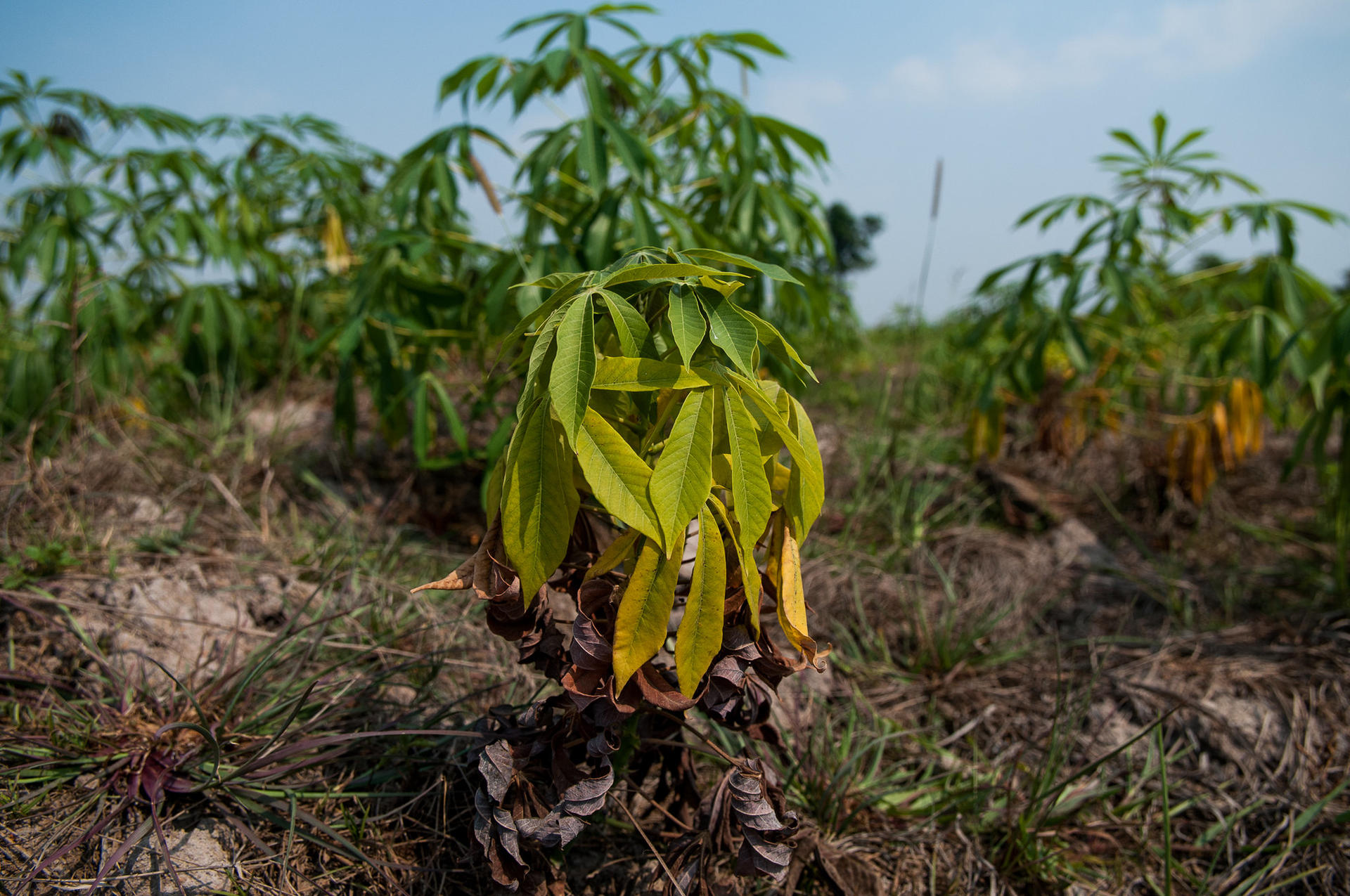 Cassava crop in Cambodia displaying symptoms of cassava witches' broom disease with the yellowing of leaves. ©2014CIAT/GeorginaSmith